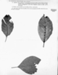 Hypoderma rubi image